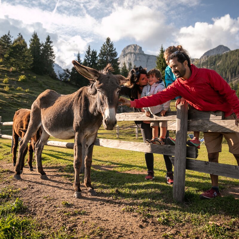 Family Animali Malga Tovre Pradel Dolomiti Di Brenta Estate DP 2019 Ph. Oliver Astrologo