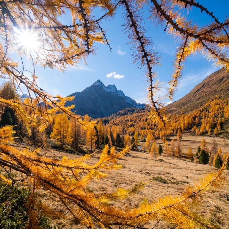 Paesaggi Val Viola Autunno GM 21 1426  Giacomo Meneghello   Copia (2)   Copia