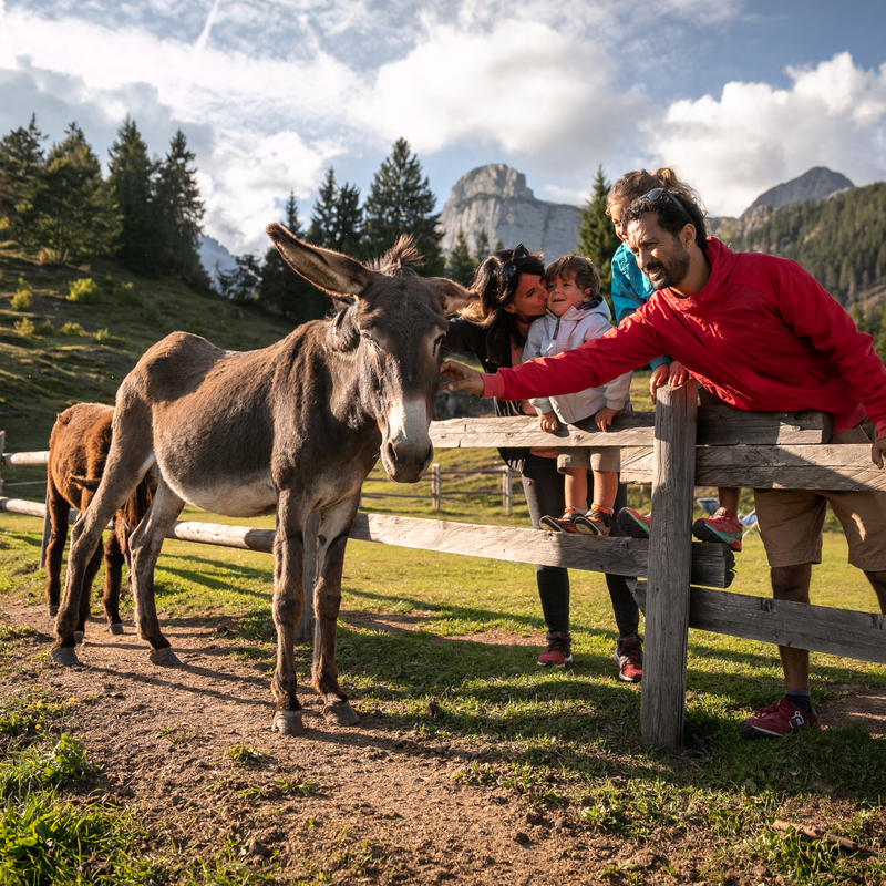 Family Dolomiti Paganella 4